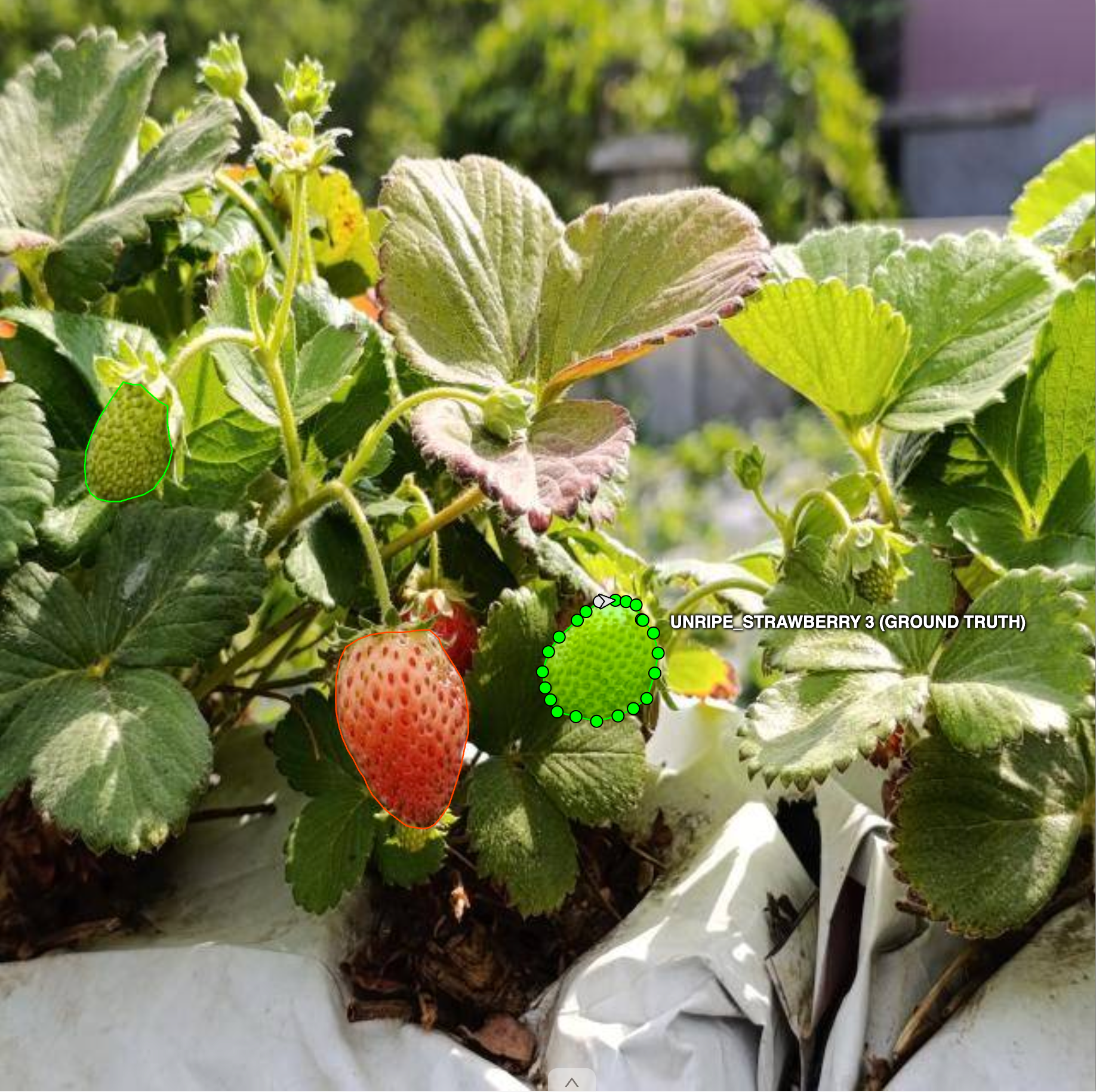 Annotated strawberry ripeness polygons for visual inspection